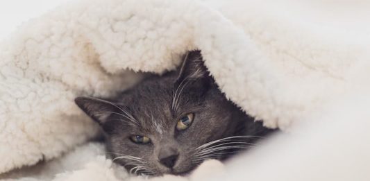 gatto e freddo