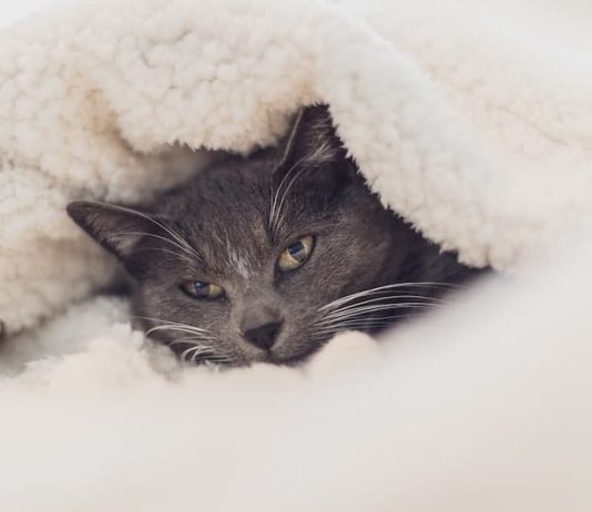 gatto e freddo