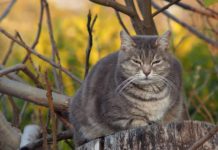 gatto ingrassa