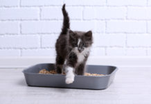 gatto non utilizza la cassetta igienica