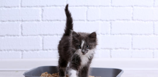 Se il gatto non utilizza la cassetta igienica: cosa fare? gatto non utilizza la cassetta igienica