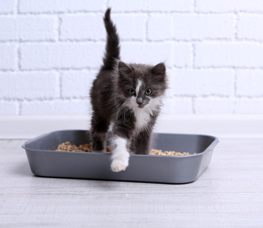gatto non utilizza la cassetta igienica
