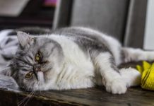 gatto obeso