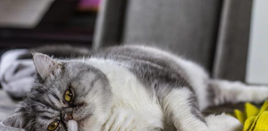 gatto obeso