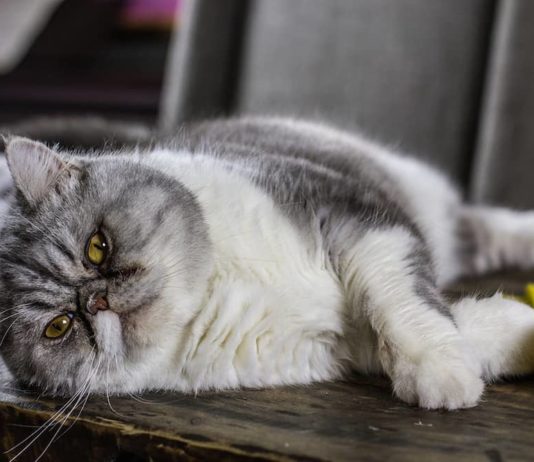 gatto obeso