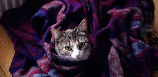 Oggi si celebre la Giornata Nazionale del Gatto! giornata