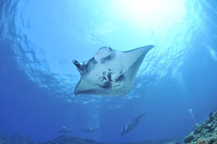 manta manta