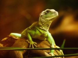 MOM, la patologia che deforma le ossa dei rettili mom