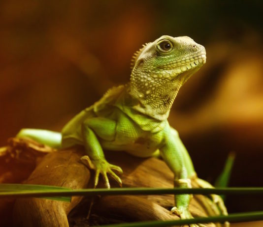 MOM, la patologia che deforma le ossa dei rettili mom