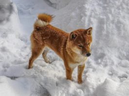 passeggiata inverno cane
