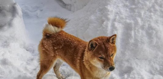 Come affrontare la passeggiata con il cane in inverno? passeggiata inverno cane