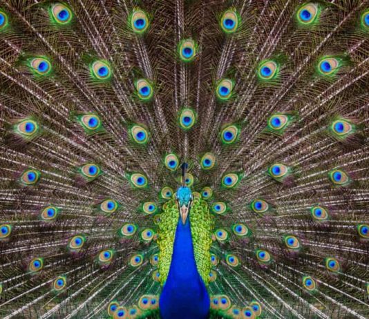 Il pavone e la sua sfavillante ruota di colori. Le razze principali pavone