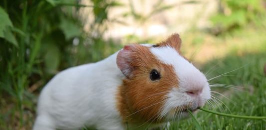 pododermatite della cavia