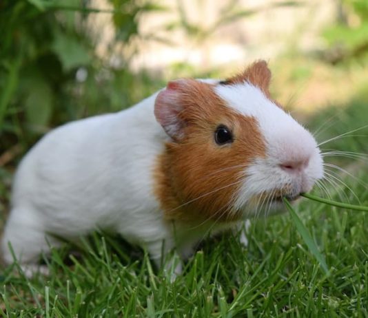 pododermatite della cavia