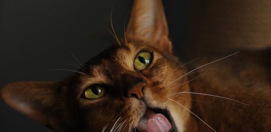 ruolo degli animali nell'antico Egitto