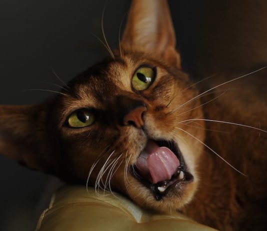 ruolo degli animali nell'antico Egitto