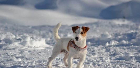 In Tirolo a sciare con il cane? Ecco alcuni consigli da seguire! sciare con il cane