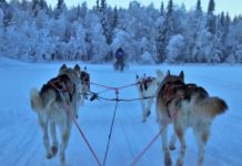 sleddog