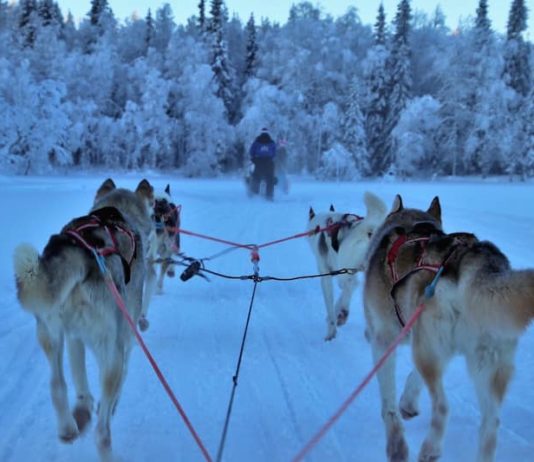 Sleddog: lo sport invernale con i cani da slitta sleddog