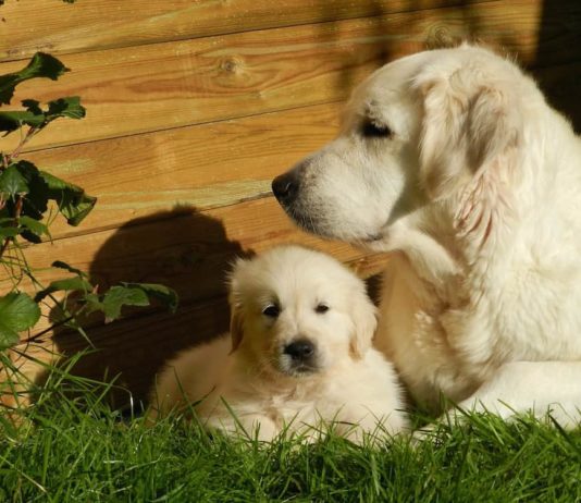 Vendita di animali nei negozi: aumentano le limitazioni vendita di animali