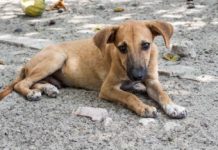 alimentare i cani randagi