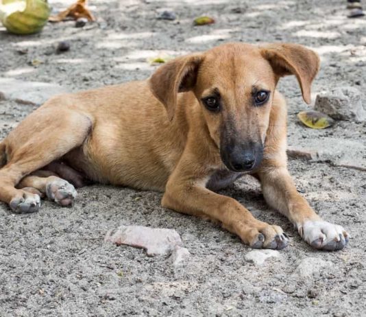 Qual è il rischio di alimentare i cani randagi? alimentare i cani randagi