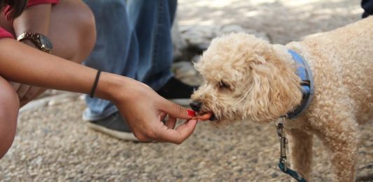 alimentazione e comportamento di cani e gatti