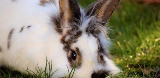 Qual è l’ambiente adatto per il coniglio? Alcuni utili accorgimenti! ambiente adatto per il coniglio