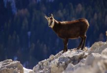 animali selvatici