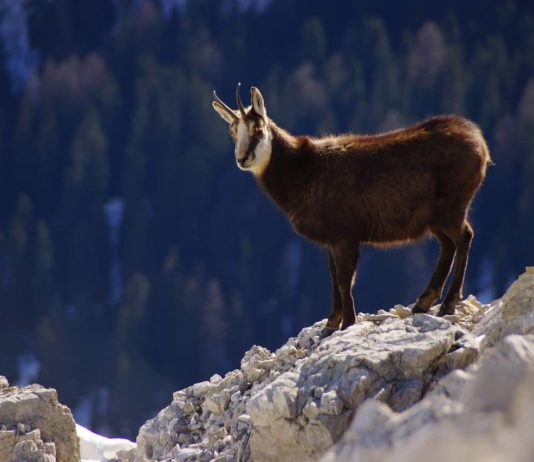 animali selvatici