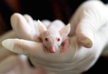 animali utilizzati a fini sperimentali