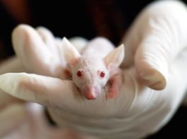 Animali utilizzati a fini sperimentali in costante calo: i numeri animali utilizzati a fini sperimentali