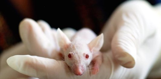 Animali utilizzati a fini sperimentali in costante calo: i numeri animali utilizzati a fini sperimentali