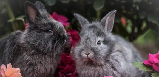 antiparassitari per coniglio