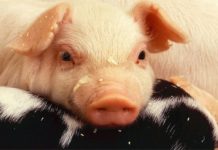 benessere animale
