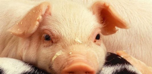 Benessere animale: cosa pensano i consumatori a riguardo? benessere animale