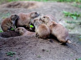 Dieci curiosità sul cane della prateria: scopriamole insieme! cane della prateria