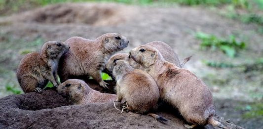 Dieci curiosità sul cane della prateria: scopriamole insieme! cane della prateria