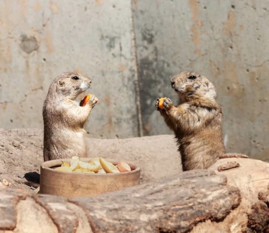 Cane della prateria: il medico veterinario e i disturbi più frequenti cane della prateria