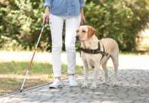 cane guida per non vedenti