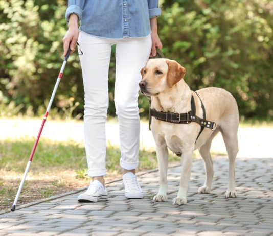 Il cane guida per non vedenti, un valido aiuto e una vista a quattro zampe! cane guida per non vedenti