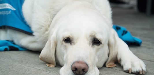 Il cane guida: quali razze sono adatte a svolgere questo ruolo? cane guida razze adatte