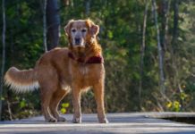 cani intossicati da cannabis