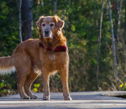 Stati Uniti d’America: sempre più cani intossicati da cannabis cani intossicati da cannabis