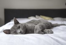 casa a misura di gatto