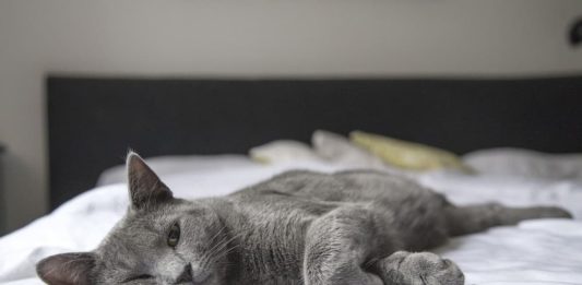 casa a misura di gatto