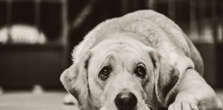 compassione animale