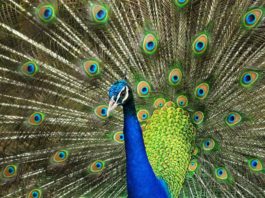 cosa mangia il pavone