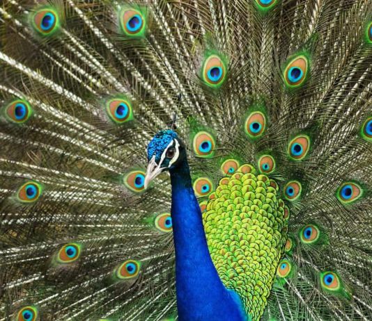 cosa mangia il pavone