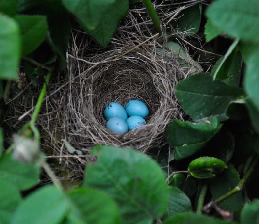 deposizione delle uova